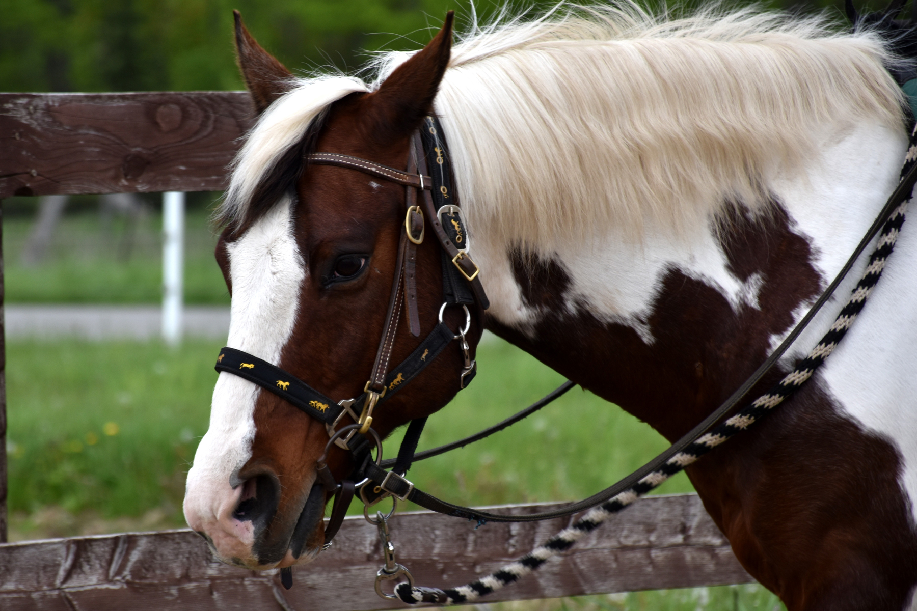 Jaxon niagara horses