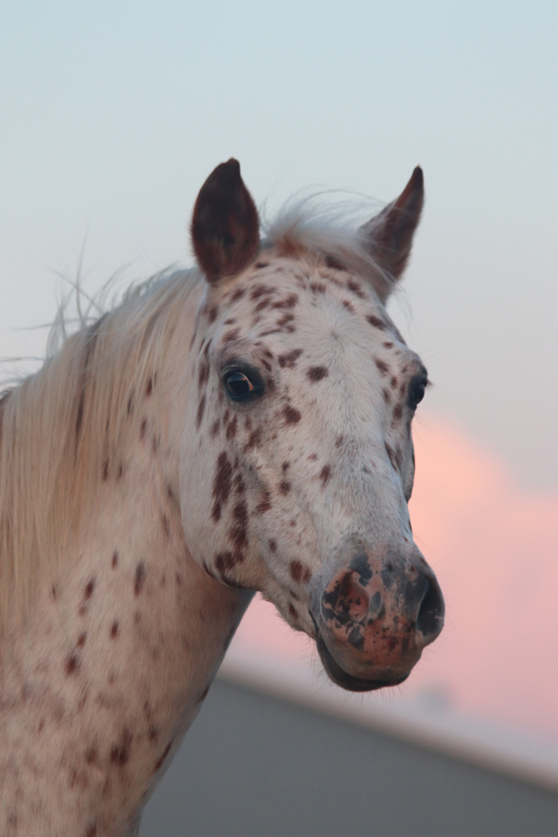 Leo Headshot 3 riding lessons