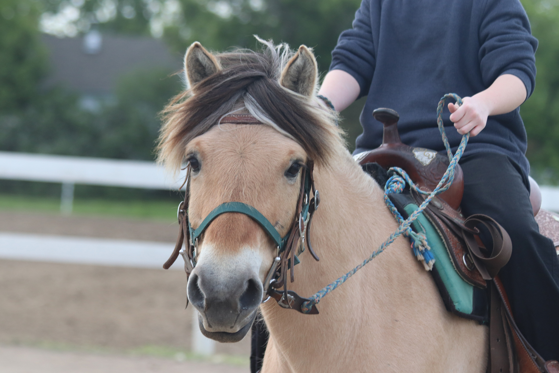 Trixie niagara horses