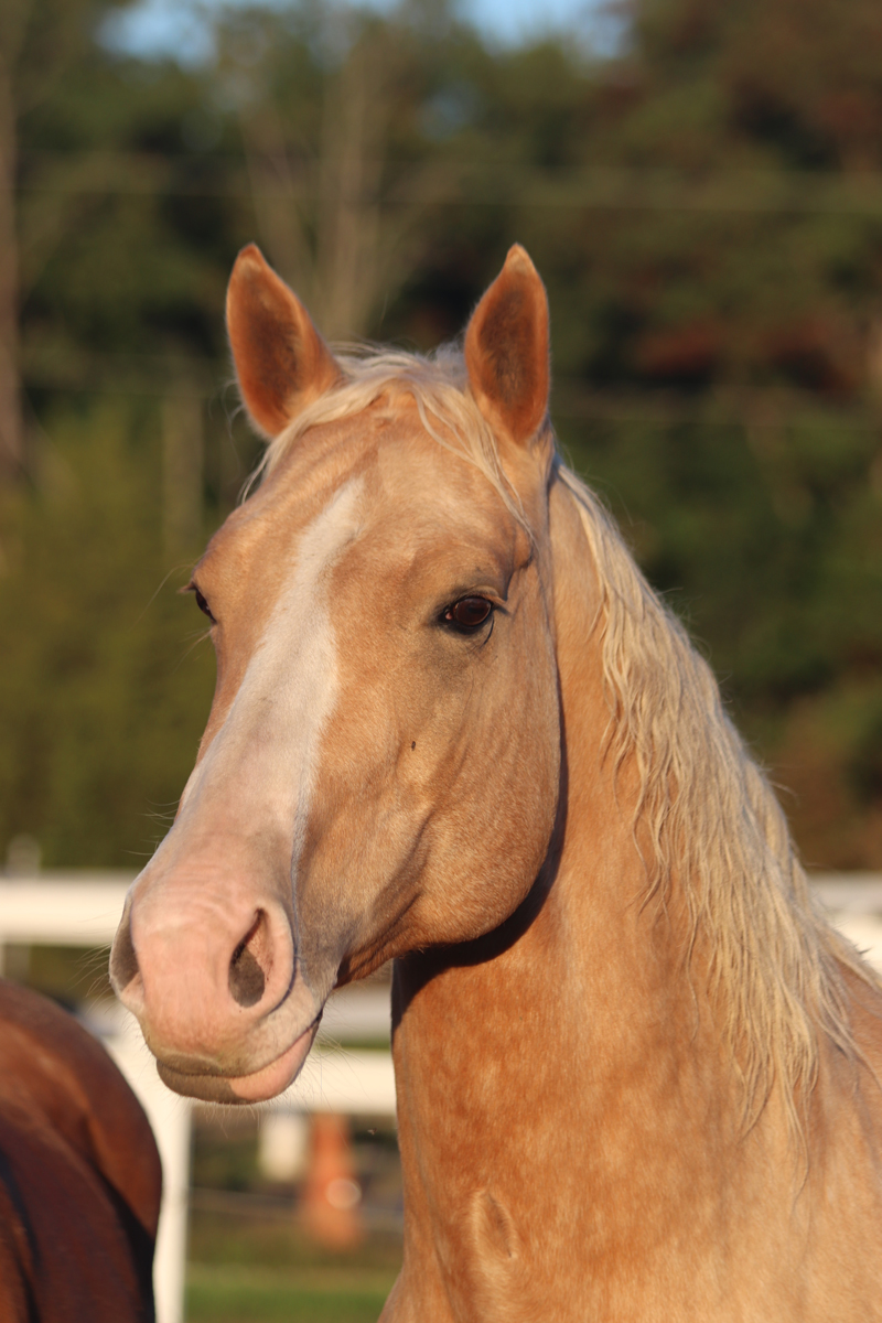 Zahara headshot