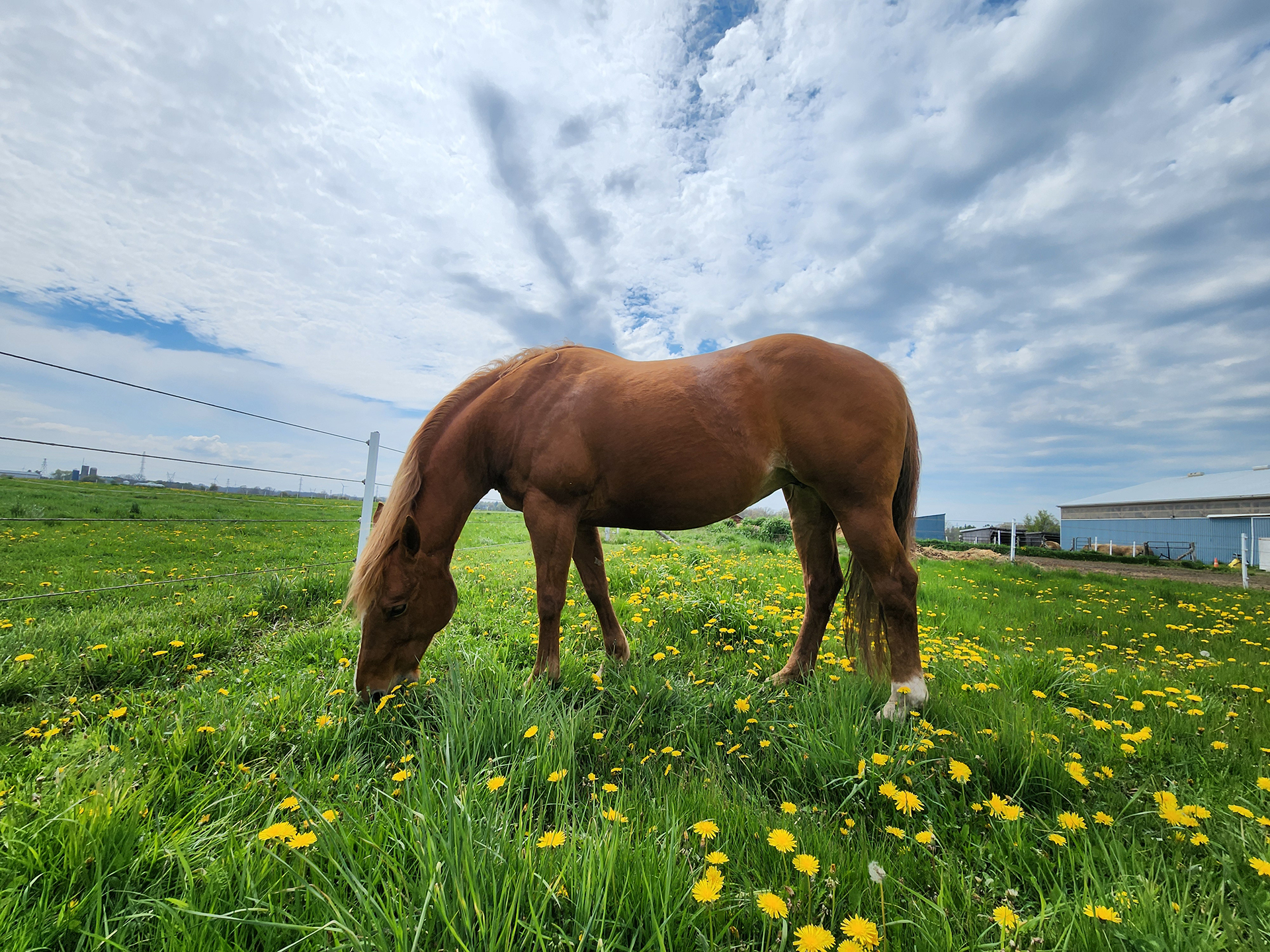 Zayla in field niagara horses